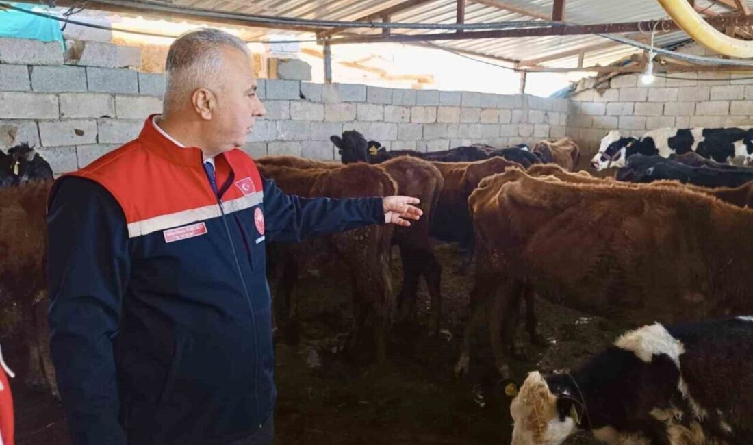 Hatay Tarım ve Orman Müdürlüğü tarafından Kumlu ilçesinde yerli ırk