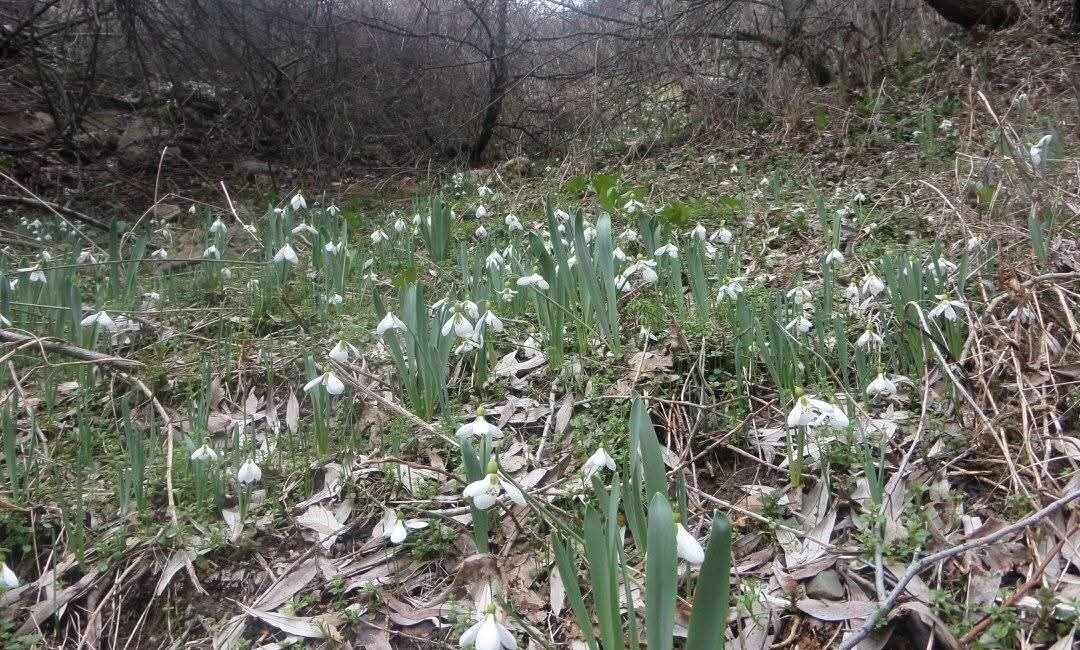 Kütahya’nın Gediz ilçesi sınırlarında bulunan Murat Dağı Milli Parkı, baharın