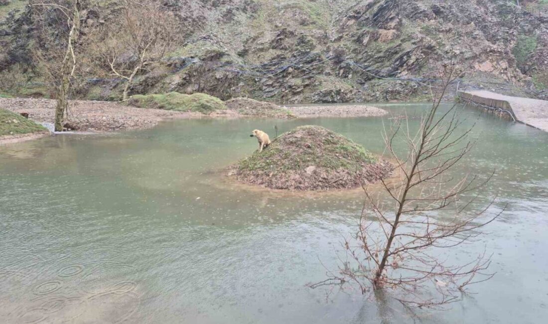 Kahramanmaraş’ta su birikintisinin ortasında mahsur kalan köpek, itfaiye ekiplerinin müdahalesiyle