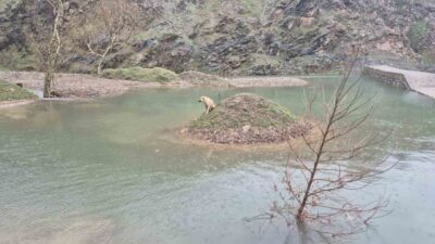 Kahramanmaraş’ta su birikintisinin ortasında mahsur kalan köpek, itfaiye ekiplerinin müdahalesiyle