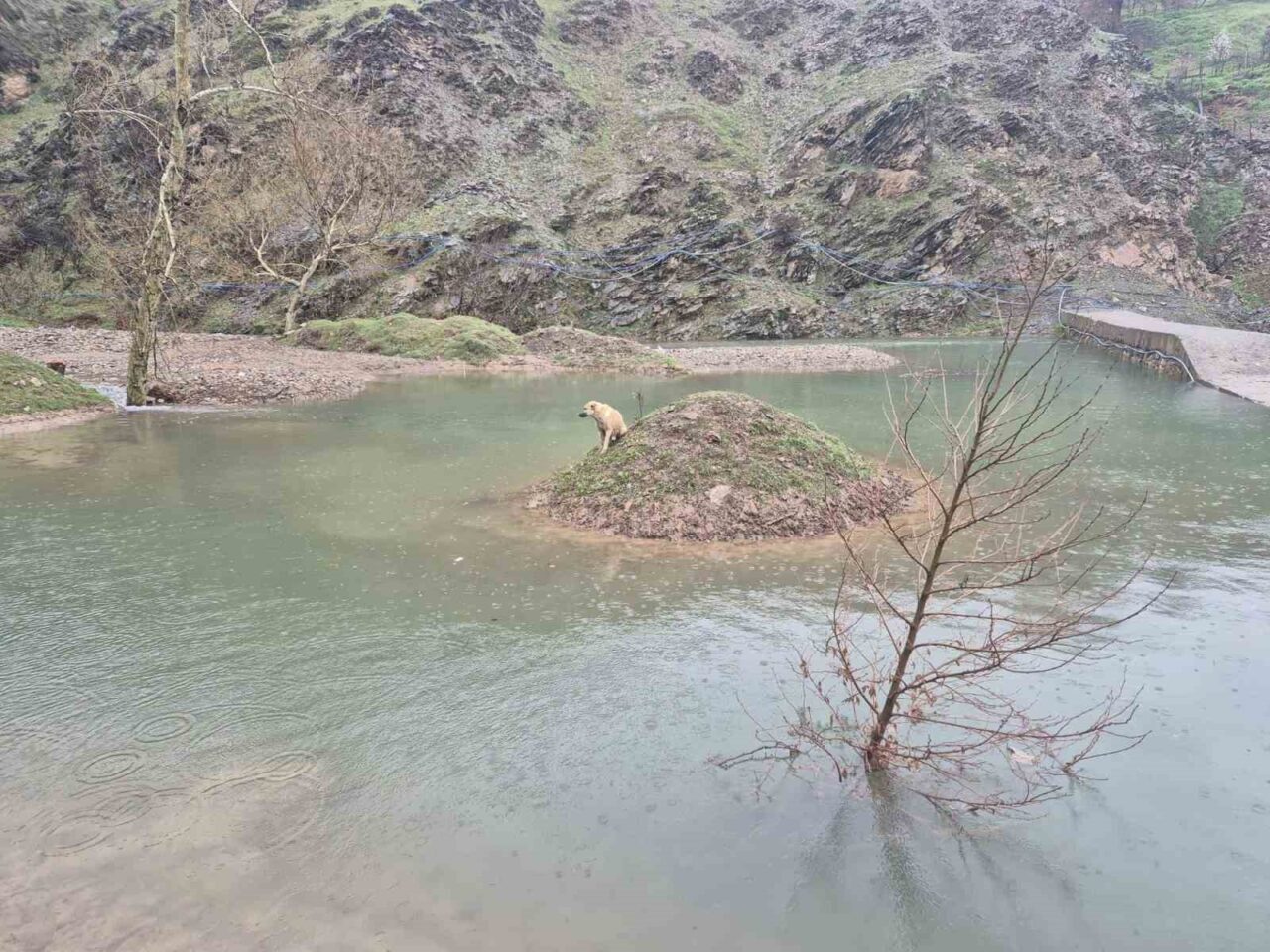 Kahramanmaraş’ta su birikintisinin ortasında mahsur kalan köpek, itfaiye ekiplerinin müdahalesiyle