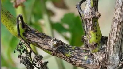 Manisa’nın Salihli ilçesinde bağ üreticilerine, bağlarda görülen “Ölükol” hastalığına karşı