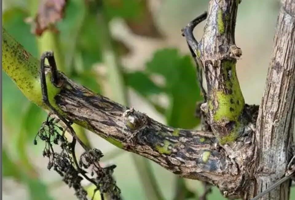 Manisa’nın Salihli ilçesinde bağ üreticilerine, bağlarda görülen “Ölükol” hastalığına karşı