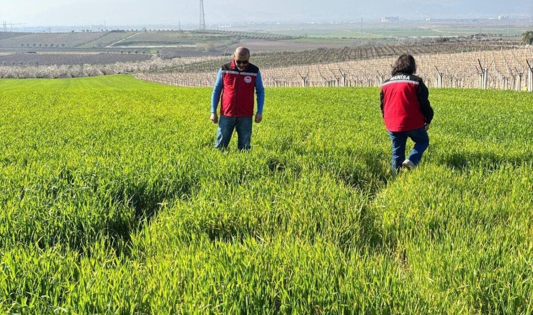 Manisa’nın Salihli ilçesindeki Tarım ve Orman Müdürlüğü, ilçede buğday, arpa