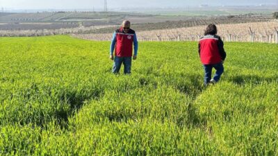 Manisa’nın Salihli ilçesindeki Tarım ve Orman Müdürlüğü, ilçede buğday, arpa