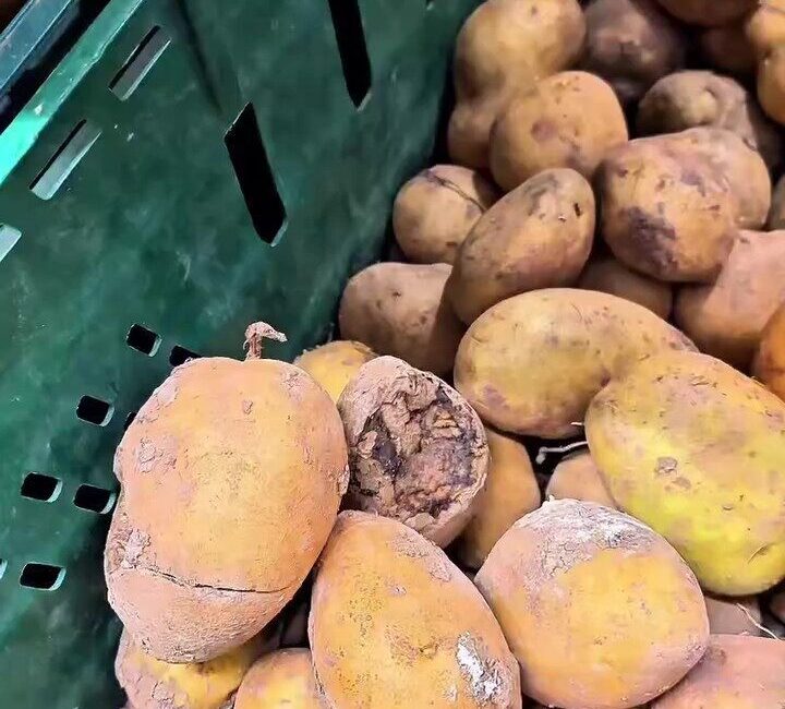 Kocaeli’nin Gebze ilçesinde bir markette yapılan denetimde çürük sebze-meyve ile