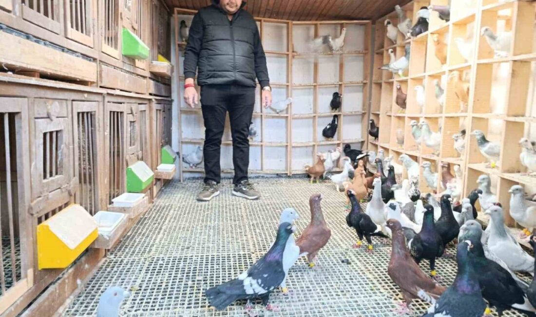 Kahramanmaraş’ta yaşayan 38 yaşındaki Hasan Çetinkaya, çocukluk hayali olan güvercin