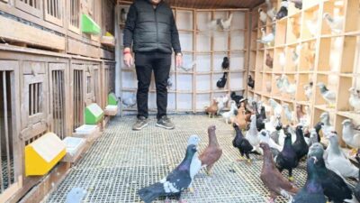Kahramanmaraş’ta yaşayan 38 yaşındaki Hasan Çetinkaya, çocukluk hayali olan güvercin