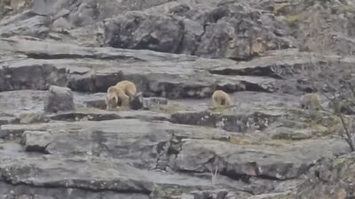 Munzur Vadisi’nde dağlık alanda gezen bir anne ayı ve yavruları