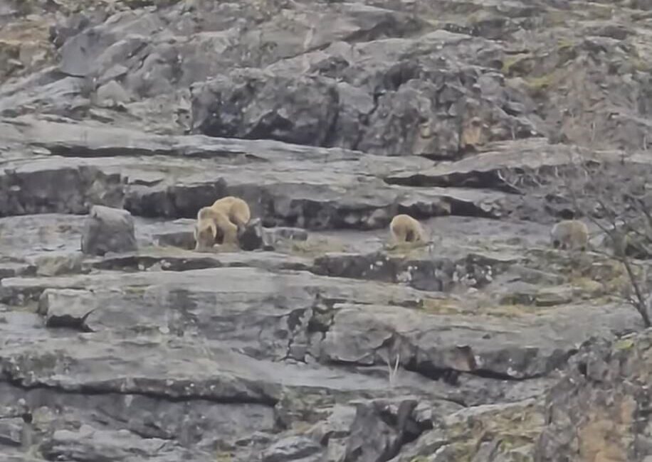 Munzur Vadisi’nde dağlık alanda gezen bir anne ayı ve yavruları