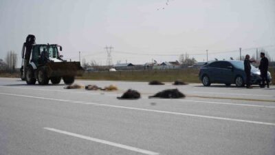 Muş-Bingöl karayolunda SUV tipi aracın keçi sürüsüne çarptığı kazada 10