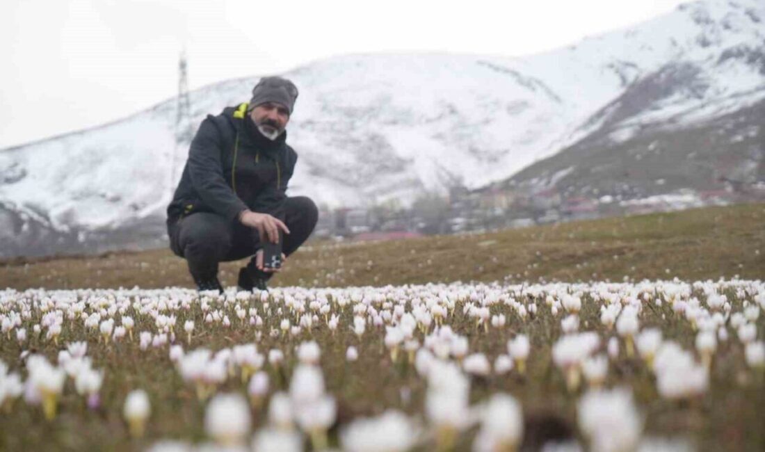Muş Ovası’nda baharın ilk habercisi olan çiğdem çiçekleri, etkili olan