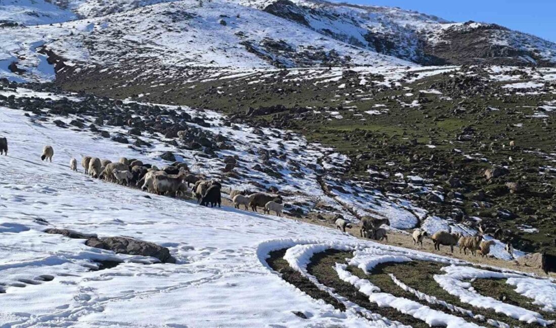Muş’ta besiciler havaların ısınmasıyla baharı beklerken, etkili olan kar yağışı