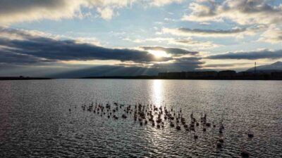 Niğde’nin Akkaya Barajı, göç yolundaki özel misafirlerini ağırlamaya başladı. Baharın