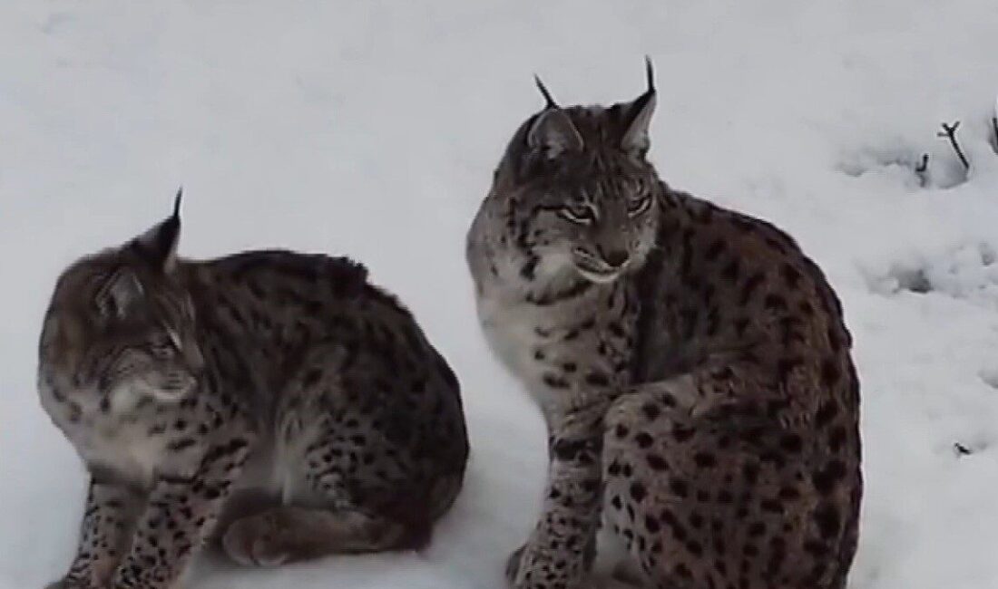Nesli tükenme tehlikesi altında olan, kedigiller familyasına ait bir tür
