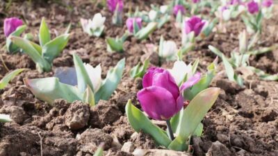 Osmangazi Belediyesi, kentin dört mevsim estetik ve bakımlı bir görünüme