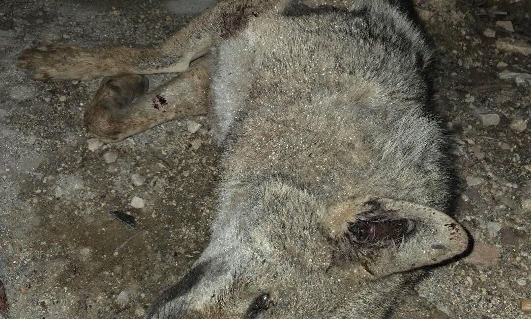 Elazığ’da otomobilin çarptığı kurt, telef oldu. Kaza, Elazığ-Diyarbakır yolu Kuyulu