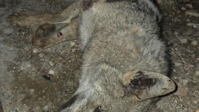 Elazığ’da otomobilin çarptığı kurt, telef oldu. Kaza, Elazığ-Diyarbakır yolu Kuyulu