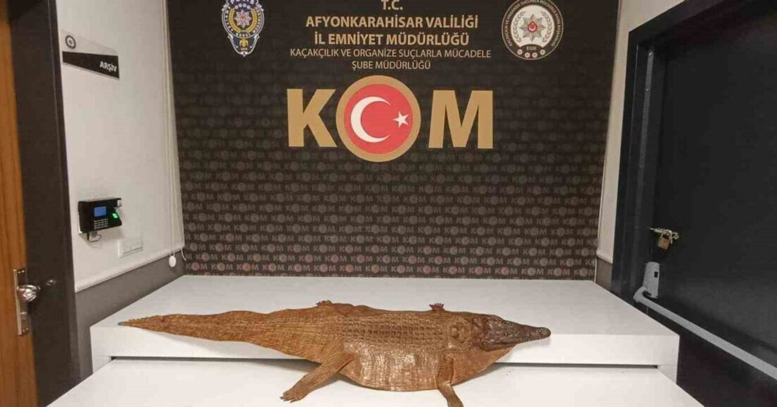 Afyonkarahisar’da polis tarafından şüphe üzerine durdurulan bir araçta timsah derisi