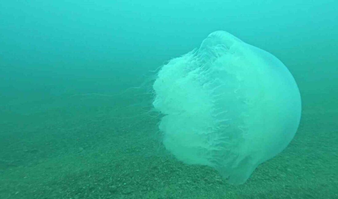 Akdeniz Üniversitesi Su Ürünleri Fakültesi Öğretim Üyesi Prof. Dr. Mehmet