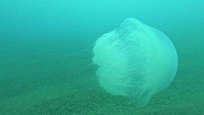 Akdeniz Üniversitesi Su Ürünleri Fakültesi Öğretim Üyesi Prof. Dr. Mehmet