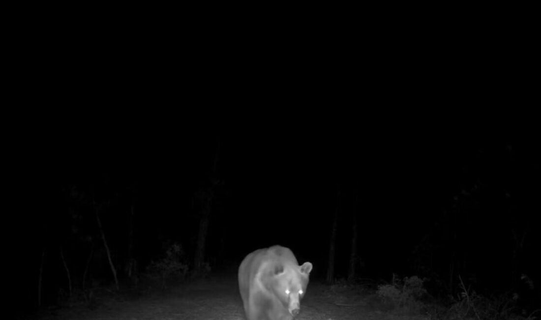 Karabük’ün Safranbolu ilçesinde ormanlık alana yerleştirilen fotokapan, boz ayıyı görüntüledi.