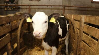 Samsun Tarım ve Orman İl Müdürü Kemal Yılmaz, Samsun’da süt