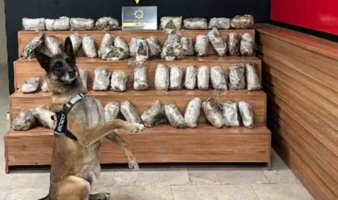 Şanlıurfa’da düzenlenen operasyonda 17 kilo 550 gram skunk ele geçirilirken,
