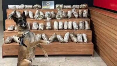 Şanlıurfa’da düzenlenen operasyonda 17 kilo 550 gram skunk ele geçirilirken,