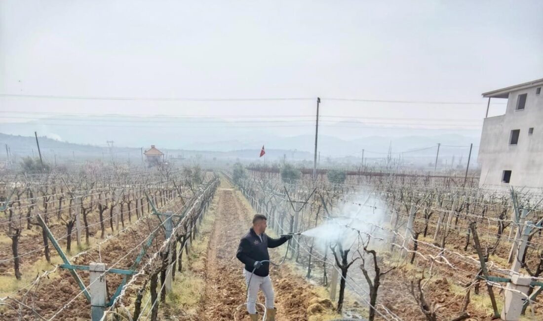 Manisa’nın Sarıgöl ilçesinde üzüm bağlarında görülen “ölü kol” hastalığına karşı