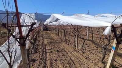 Manisa’nın Sarıgöl ilçesinde üzüm üreticileri, bağlarını dolu tehlikesine karşı korumak