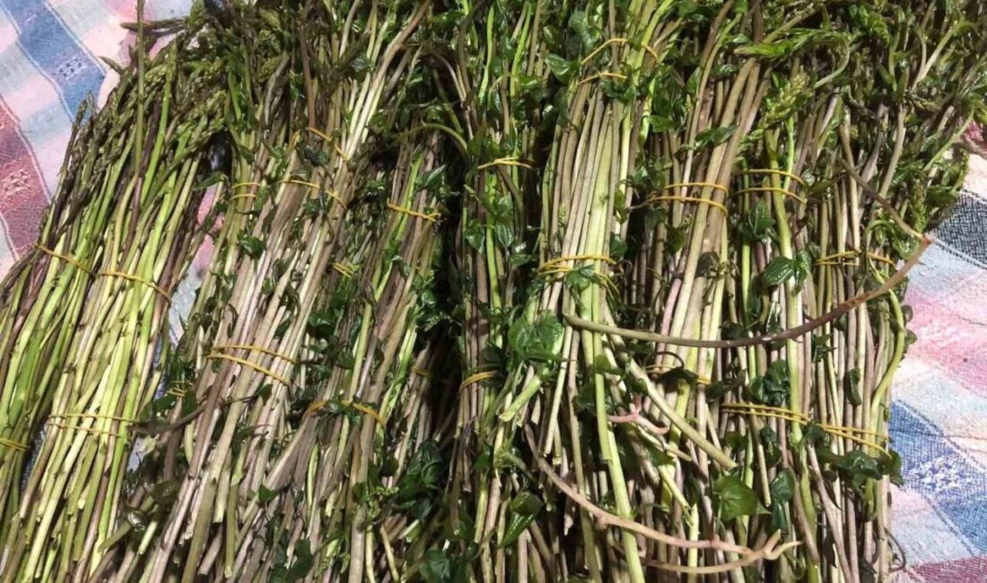 Manisa’nın Sarıgöl ilçesinde baharın gelmesiyle birlikte dağlardan toplanan acı ot