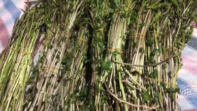 Manisa’nın Sarıgöl ilçesinde baharın gelmesiyle birlikte dağlardan toplanan acı ot