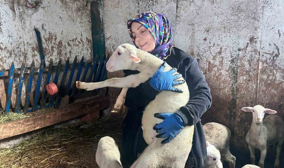 Ankara’da şehir hayatını bırakan Nurcan Göçmen, Fransız ırkı koyunlardan elde