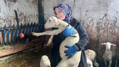Ankara’da şehir hayatını bırakan Nurcan Göçmen, Fransız ırkı koyunlardan elde