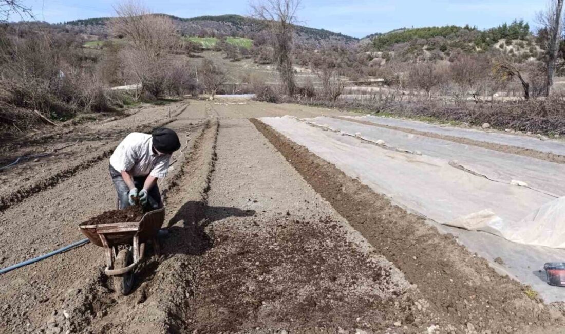 Manisa’nın Selendi ilçesinin geçim kaynağının başında gelen tütünde yeni sezon