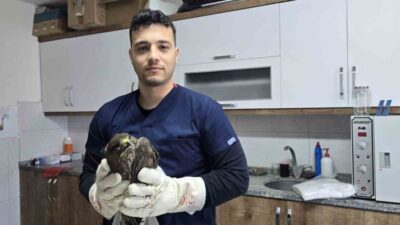 Muğla’nın Seydikemer ilçesinde yaralı halde bulunan şahinin tedavisine başlandı. Seydikemer