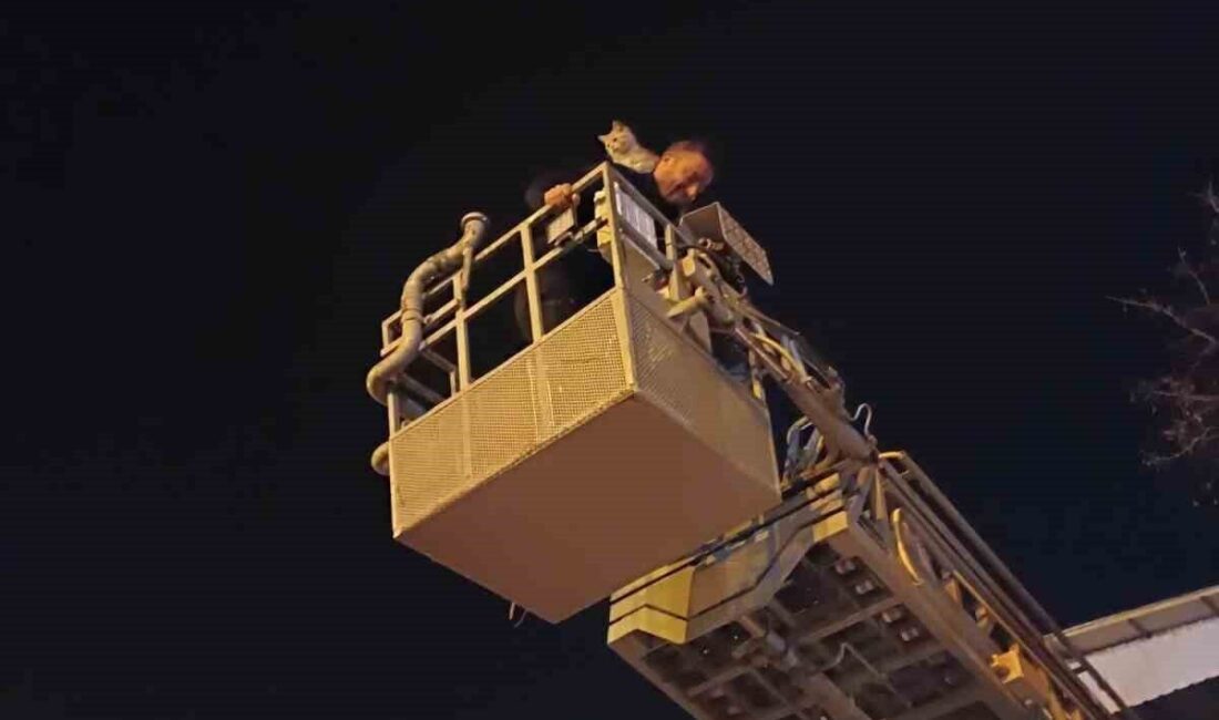 Siirt’in Kurtalan ilçesinde ağaçta mahsur kalan bir kedi, itfaiye ekiplerinin