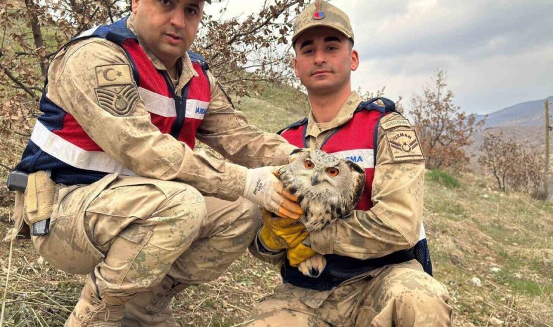 Siirt’in Eruh ilçesinde yaralı halde bulunan nesli tükenme tehlikesi altındaki