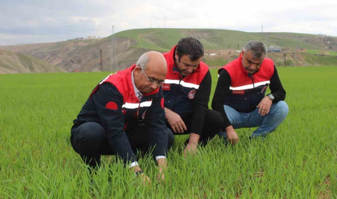 Siirt’te geçen yıllara oranla artan yağış miktarı, tarımsal üretimde verim