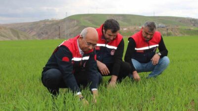 Siirt’te geçen yıllara oranla artan yağış miktarı, tarımsal üretimde verim