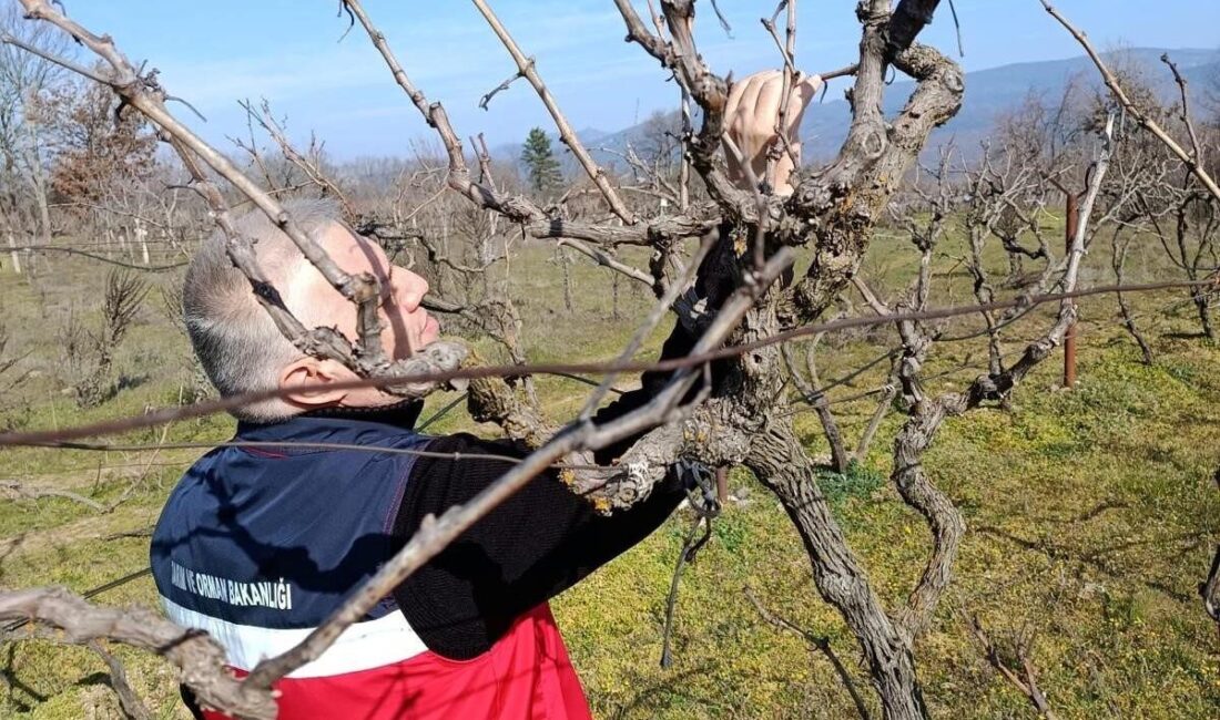 Kütahya’nın Simav ilçesinde yem bitkileri, hububat ekili alanlar ve bağlarda