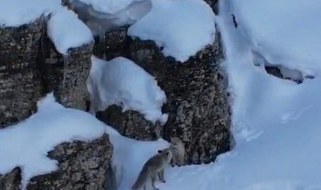 Şırnak’ın Beytüşşebap ilçesinde kar üzerinde yiyecek arayan tilkiler görüntülendi. Beytüşşebap