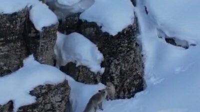 Şırnak’ın Beytüşşebap ilçesinde kar üzerinde yiyecek arayan tilkiler görüntülendi. Beytüşşebap
