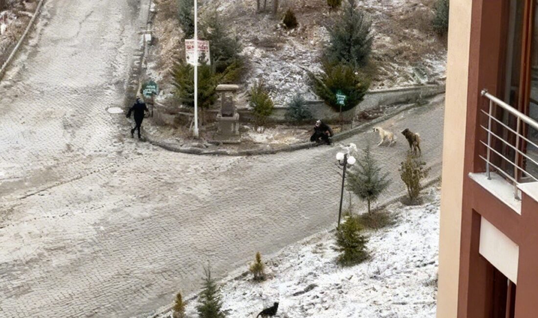 Kastamonu’da sokak köpekleri, önce okula gitmek isteyen öğrencilere, daha sonra