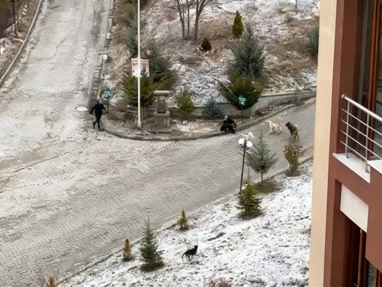 Kastamonu’da sokak köpekleri, önce okula gitmek isteyen öğrencilere, daha sonra