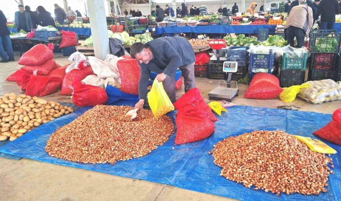 Kütahya’nın Hisarcık ilçesinde geçen yıl kilosu 150 TL’den satılan tohumluk