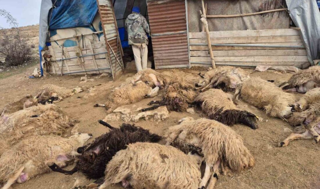 Tunceli’nin Çemişgezek ilçesine bağlı Erkalkan köyünde kurdun sürüye yaklaşması sonucu