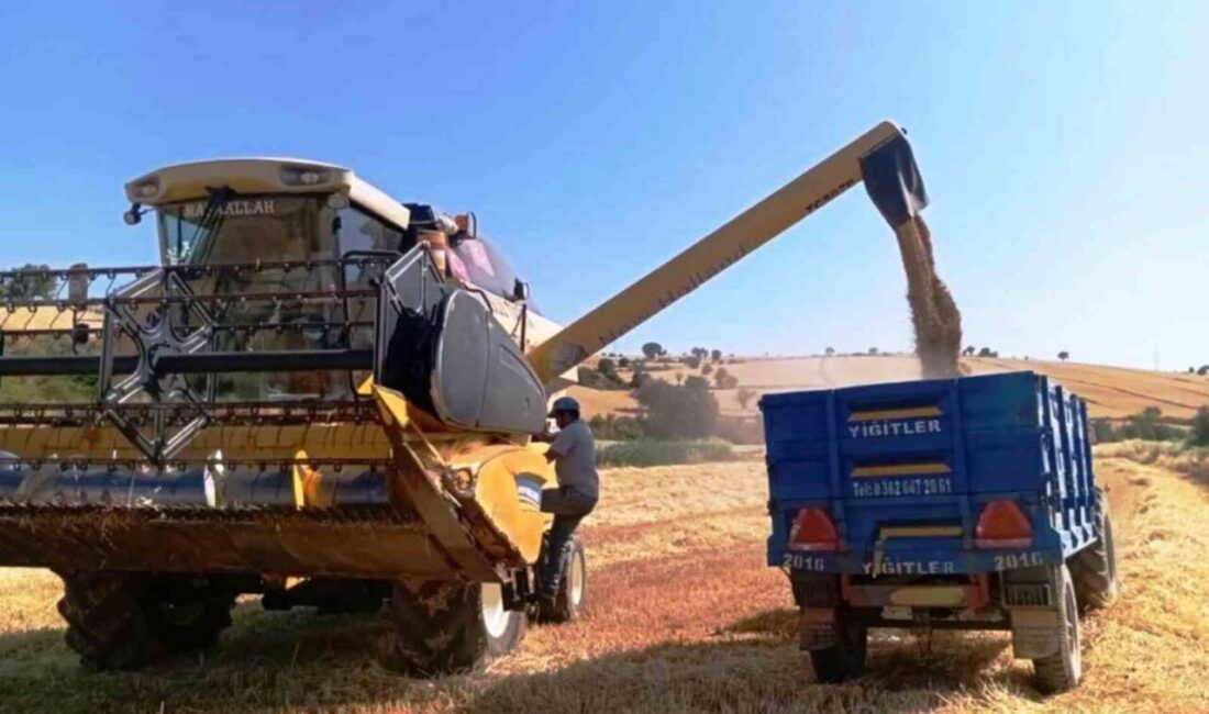 Hayvancılık sektörünün vazgeçilmez ürünlerinden yem bitkisi üretiminde Samsun, Türkiye’nin öncüsü