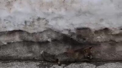 Uludağ’da havaların ısınmasıyla karların erimesi sonucu yaban hayvanları yeniden ortaya